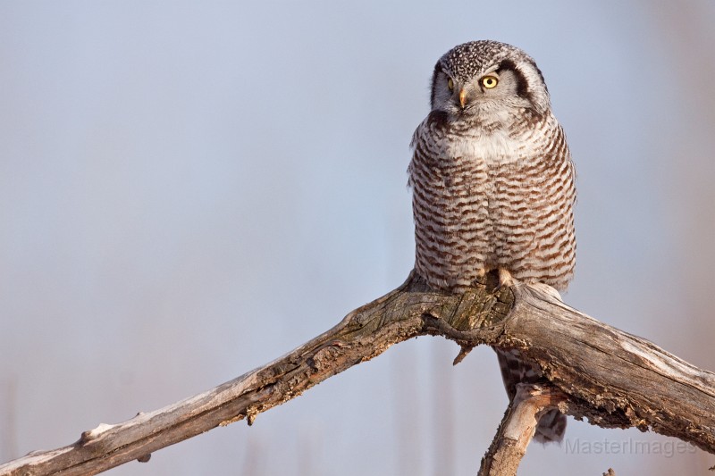 IMG_0293c.jpg - Northern Hawk-Owl (Surnia ulula)